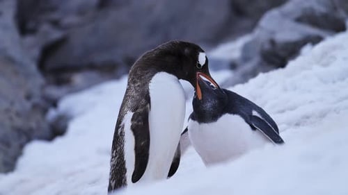 Penguins in Snowy Antarctica Feeding Each Other