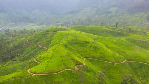 Tea Estate in the Mountainous Province View From Above