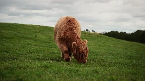 Beautiful highland cow grazing in the green scottish highlands- Static shot