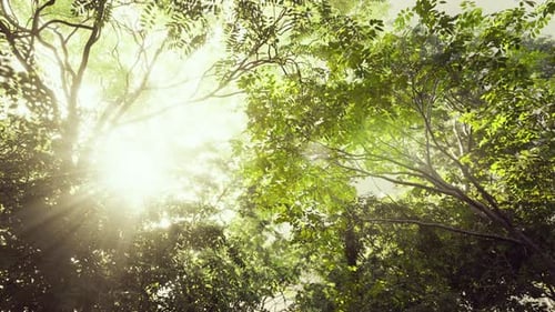 Sun Rays Filter Through Trees in Tropical Forest