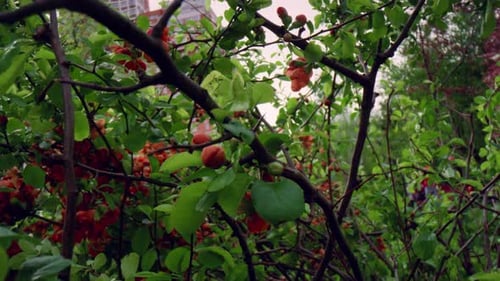 Red Tree Flowers Blooming Against White Cloudy Sky in City Park. Charming