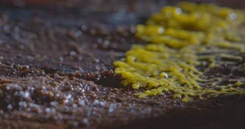 Mouvement du plasmodium par moisissure visqueuse