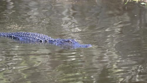 American Alligator in Natural Habitat Dangerous Reptile Swimming in Fresh Water River in Florida USA