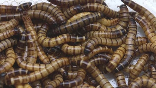 Closeup of a pile of Giant Mealworms, larvae of the Zophobas or Darkling Beetle, Zophobas morio.
