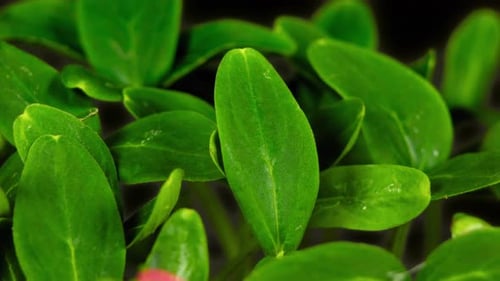 Bright Green Plant Sprouts in Close Up View