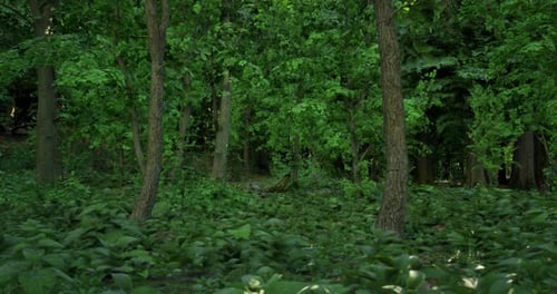 Lush Green Forest with Dense Trees and Vibrant Undergrowth in Daylight