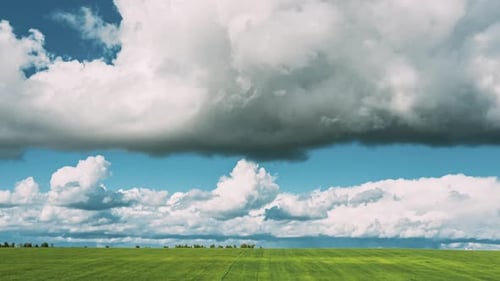 Countryside Rural Field Landscape With Young Wheat Sprouts In Spring Summer Cloudy Day
