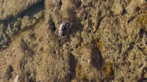 Small Crab on Tide Pool Rocky Shoreline