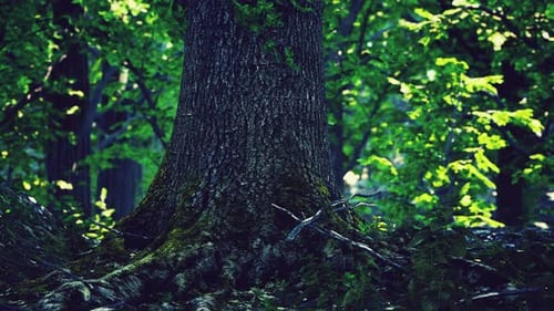 Forest Landscape with Old Massive Trees and Mossy Stones