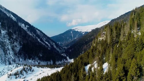 Árboles y nieve