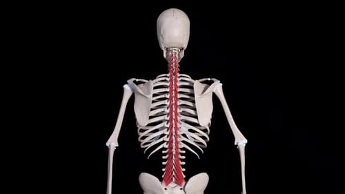 Multifidus Muscle Movement Back View