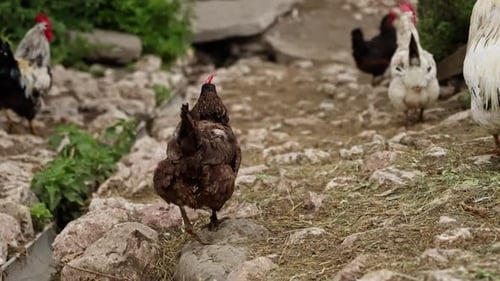 Chickens and Roosters Roam on Rocky Farm