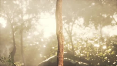 Green Forest with Ray of Light