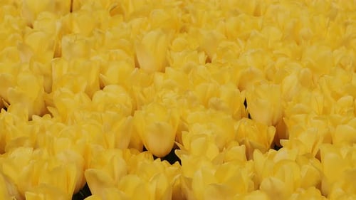 Yellow colored tulips viewed from above, close up