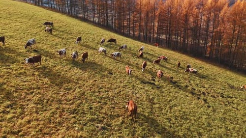 Cattle Herd Grazing on Rural Hillside