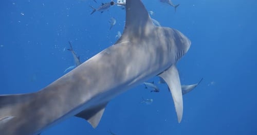 Sharks Swimming Underwater in Ocean