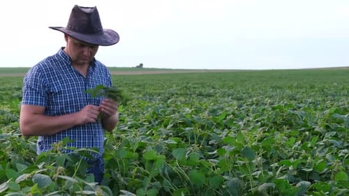 A Farmer in a Cowboy Hat Stands in the Middle of a Field of Young Soybeans and Inspects the Plants