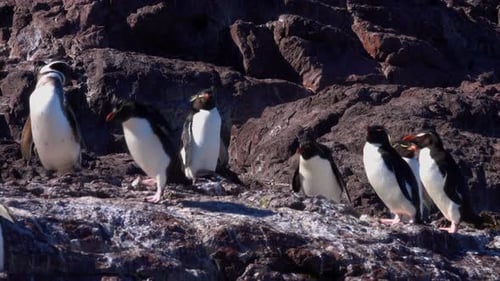 Rockhopper Penguins Climbing the Rocks