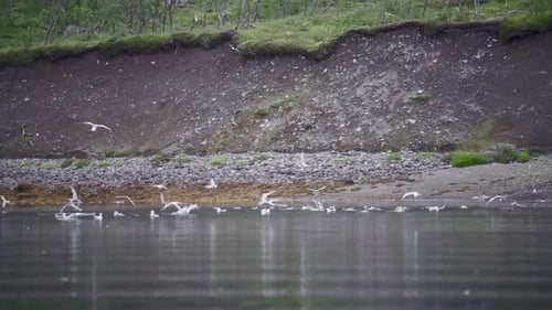 Flock Of Sea Gulls On Water Surface Of A Calm Lake In Norway. - Static Shot - Breading Seaguls