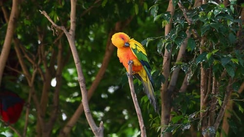 Man sieht, wie er auf einem Zweig sitzt und dann seinen linken Flügel ausstreckt, während sich ein anderer Vogel im Hintergrund bewegt.