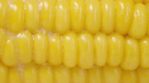 Close-Up of Bright Yellow Corn Kernels