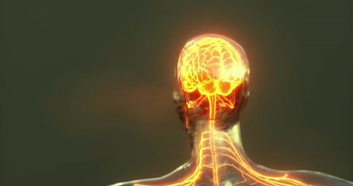 Detailed Visualization of Brain Anatomy in a Human Figure