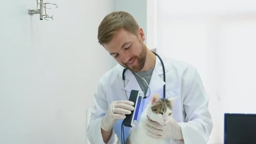 Veterinarian in Protective Gloves Examining the Cat with Stethoscope in Vet Clinic
