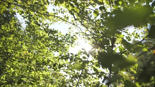 Sonnenlicht scheint durch grüne Äste mit Blättern im Vordergrund