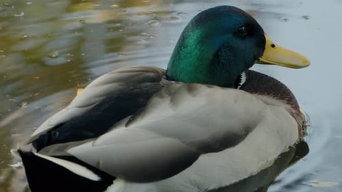 Mallard Duck with Iridescent Green Head Floating Calmly on Water
