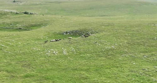 Large Herd of Wild Horses Galloping Quickly Running Across a Field of Green Grass