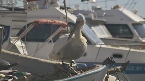 Pelícano limpiando sus plumas en el barco