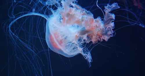 Glowing Jellyfish Swimming in the Dark Ocean