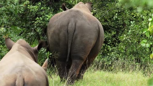 two white rhinos are walking away
