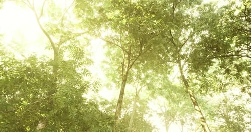 Radiant Sunlight Filters Through Lush Green Canopy in Tranquil Forest