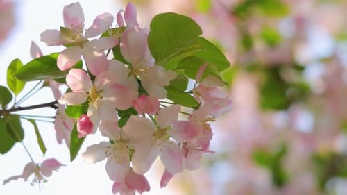 Apple Flowers, 4K Shot