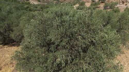 Olive Trees 203