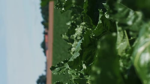 Rows of green cabbage growing on farm field against blue sky. Vertical video