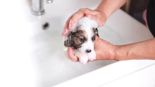 Puppy Getting a Bath in White Sink