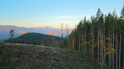 Luftaufnahme von dunklen Berghügeln, die durch abgeholzte Waldkiefern mit kahlen Stellen bedeckt sind