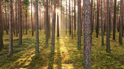 Drohnenflug durch nebligen Pinienwald bei Sonnenaufgang - Nebliger Morgen in Lettland