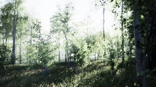 Dense Forest With Birch Trees and Lush Grass