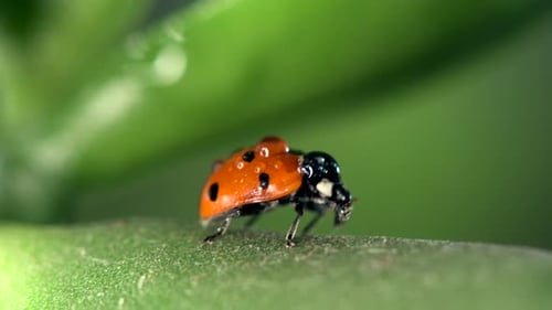 Kleiner roter Marienkäfer erkundet taufrisches Gras und Blumen an einem frischen Morgen