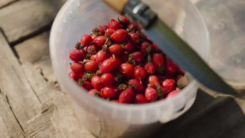 Bowl with Fresh Rose Hip Berries on Garden Table