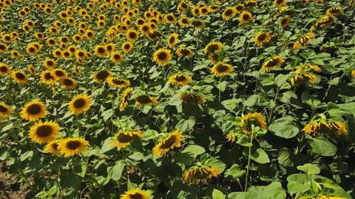 Blooming Sunflowers Field at Summer Day Aerial View