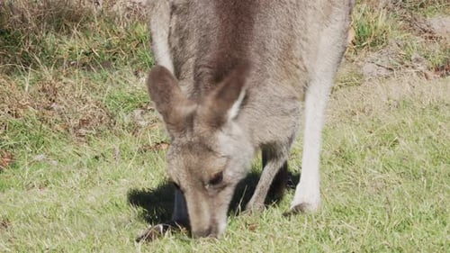 Nahaufnahme eines Wallaby, das grünes Gras in Australien isst.