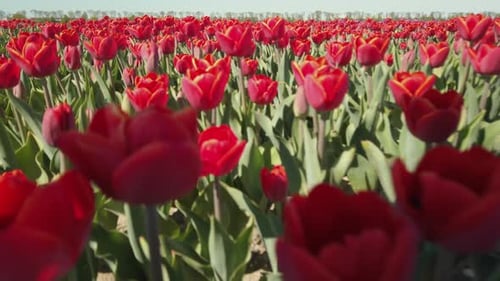 close up shot and dolly in between the red tulip flower.