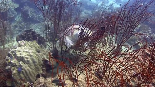Sea Turtle Swimming Amidst Coral Reef and Sea Plants