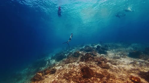 Female freediver swims in the tropical sea. Woman free diver glides underwater in a sea and ascends