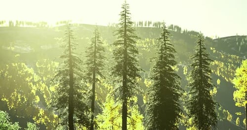 Sunlight Filters Through Trees in a Lush Forest During a Warm Afternoon