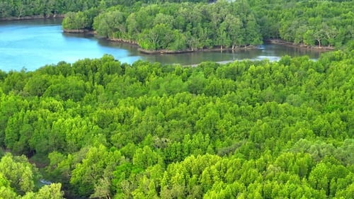 A breathtaking drone view of Thailand's mangrove forest.